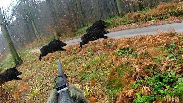 Abbattere 50mila cinghiali: la risposta del Piemonte alla peste suina