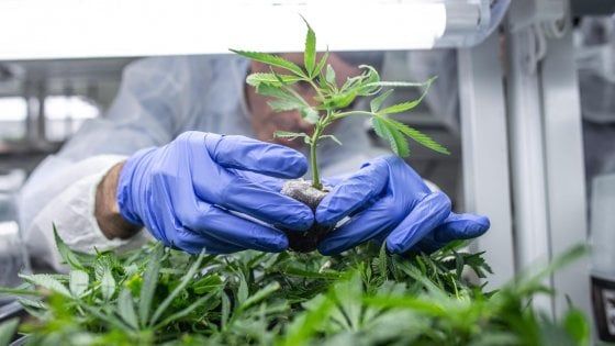 Cannabis legale, l'appello di cento parlamentari: "Conte affronti il tema agli Stati generali, il futuro del Paese passa anche da qui"
