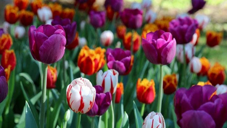 I 10 fiori primaverili più belli per giardino o balcone