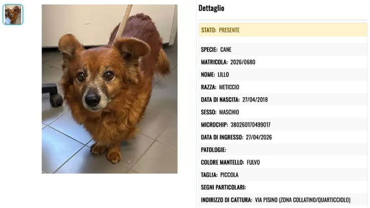Lillo, il cane che ha vegliato il padrone morto per giorni: ora cerca una nuova famiglia