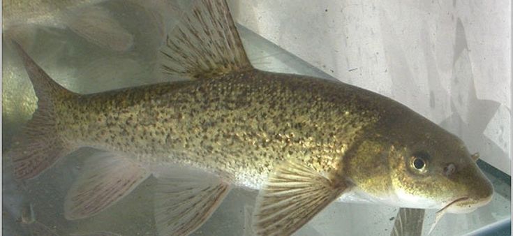 Fate che l'acqua dei pesci resti dolce