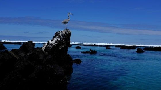 Allarme alle Galapagos:  pescherecci cinesi vicino alla riserva naturale