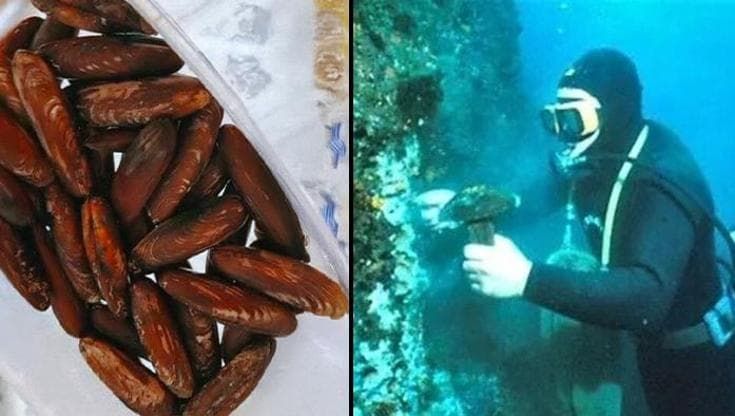 Fondali devastati per la pesca abusiva dei datteri a Molfetta, 35 arresti: “Ecosistema a rischio”