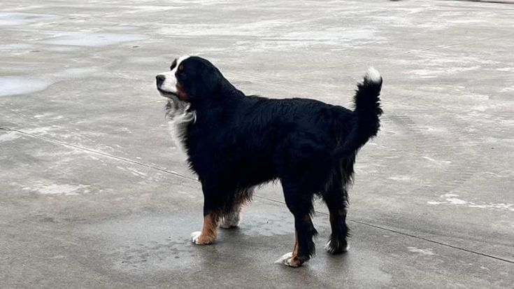 Camion travolge un cane davanti all’azienda agricola: “Temiamo sia stato fatto apposta”