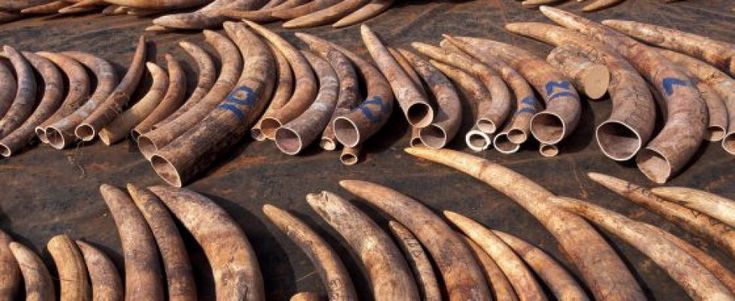 Piano Ue contro il traffico di animali selvatici