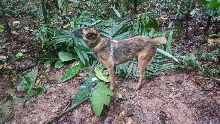 Colombia, continuano le ricerche di Wilson: missione dell'esercito per trovare il cane che ha salvato i bimbi nella giungla
