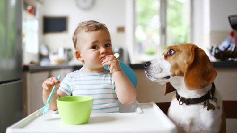 Il bebè è in arrivo e col cane come si fa?