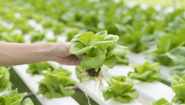 Alimenti di origine acquaponica, otto motivi per farne uso