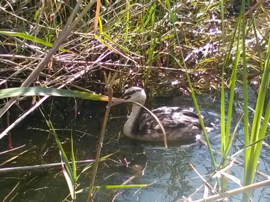 Salerno, l’Enpa recupera uno svasso in difficoltà