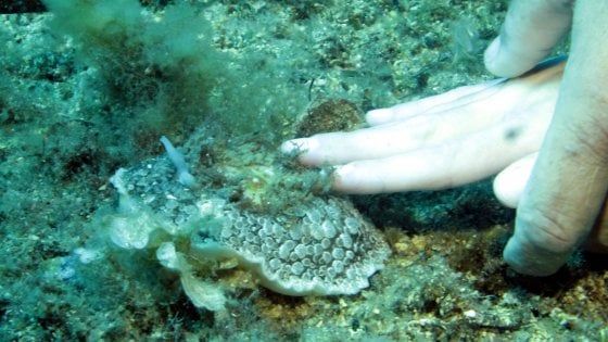 Annaclara, sub non vedente: "Il mare è uno spettacolo. Lo esploro col tatto"