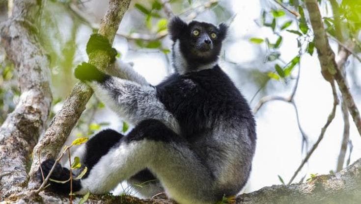 Questi lemuri cantano come dei soprano