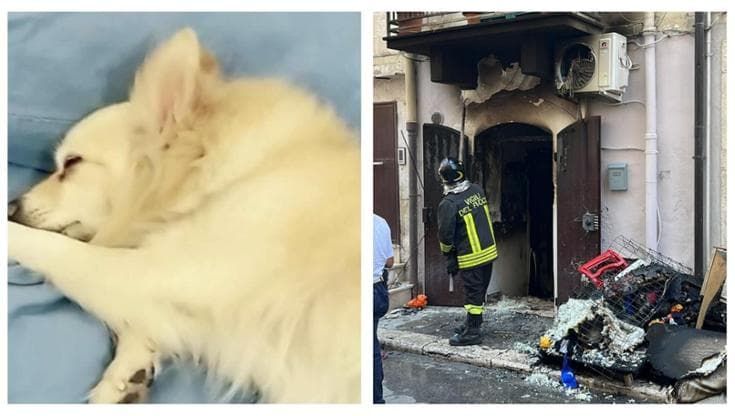Esplosione bombola a Corato, appelli per la cagnolina scomparsa della donna ferita: “Troviamola”