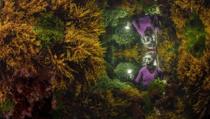 I cento scatti naturalistici più belli del mondo in mostra a Milano: tra cernie marmorizzate e la comunità di gorilla