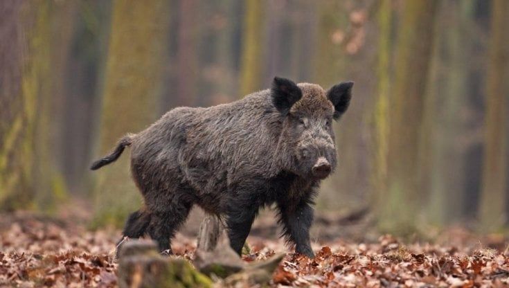 Peste suina africana, Marini (Confagricoltura Parma): "Segnalare subito il ritrovamento di cinghiali morti"