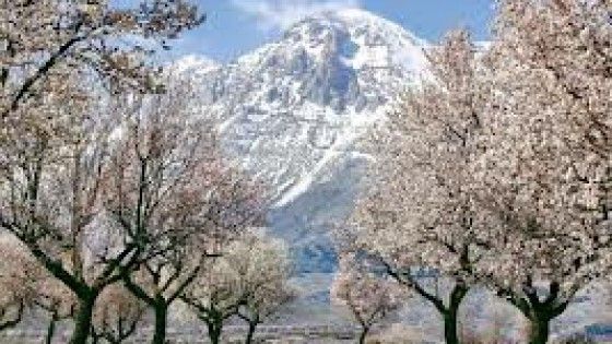 Peschi in fiore con un mese di anticipo. Ma il caldo anomalo porta molti rischi