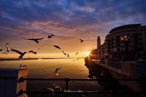 Bari, spettacolare alba sul lungomare: acqua, sole, nuvole e il volo dei gabbiani
