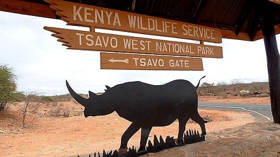 Kenya, un turista italiano ucciso da un elefante