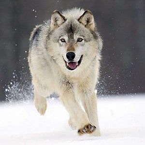 La Ue alza al 100% i rimborsi per gli assalti dei lupi al bestiame