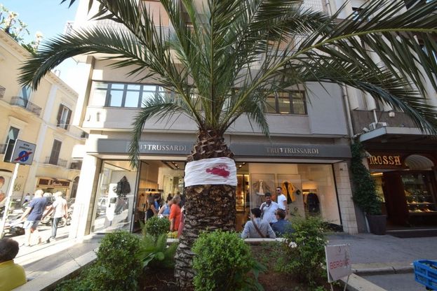 Bari, palme bendate in via Sparano: "Non spostatele"