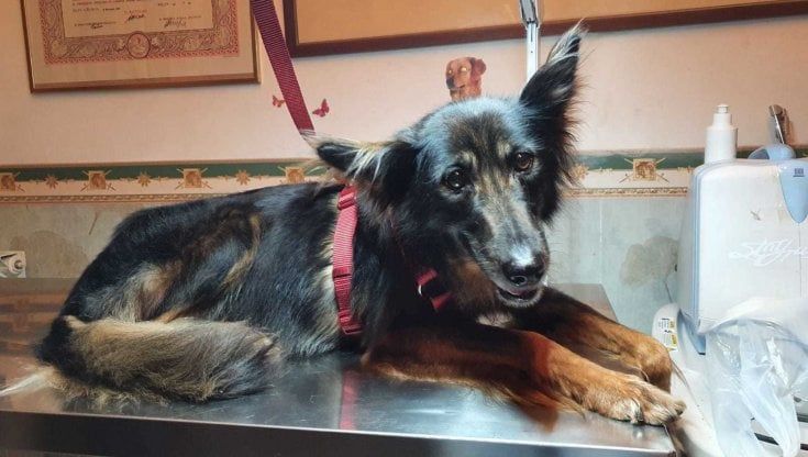 "Animale a chi", la storia della cagnolina Zara: adottata dal ragazzo che l'ha investita