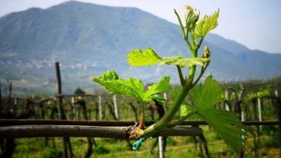 Sannio Falanghina "Città europea del vino 2019": 120 eventi tra degustazioni e concerti 