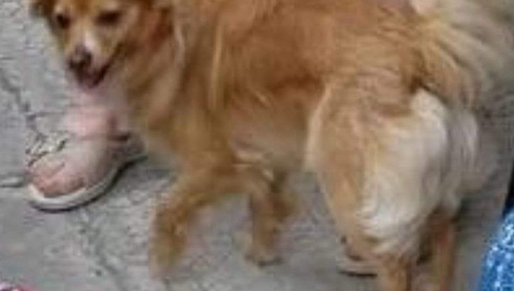 Brindisi, dopo l'incidente mortale appello degli animalisti a ritrovare la cagnolina Susy: "Sarebbe di conforto alla donna rimasta vedova"