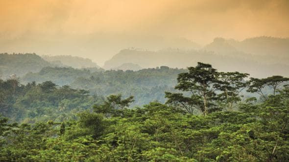 Se gli alberi mutano con troppa lentezza