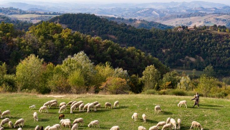 Zivieri: una famiglia, una macelleria, una fattoria e tanti sogni sostenibili