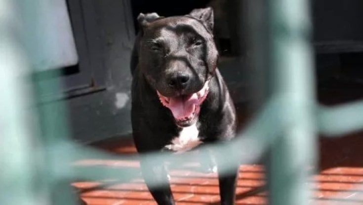 Sospetto rapinatore aizza pitbull contro carabiniere che spara: urla e caos nella movida milanese, feriti di striscio due passanti 