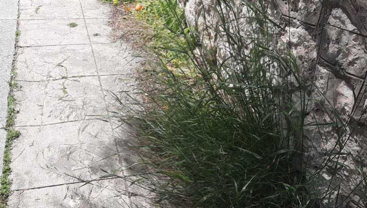 Via Morici, una strada diventata un prato di erbacce