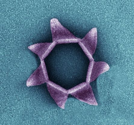 Torino, che belli i virus e i batteri, l'Università ne fa una mostra   