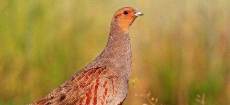 Starna, la sorpresa di Pasqua