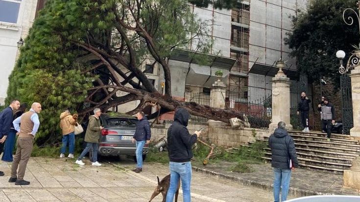 Conversano, pino secolare cade su un’auto parcheggiata. I cittadini avevano denunciato pericolosità