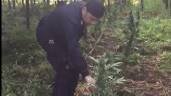 Foggia, 900 piante di marijuana vietnamita sotto un vigneto: arrestato il proprietario