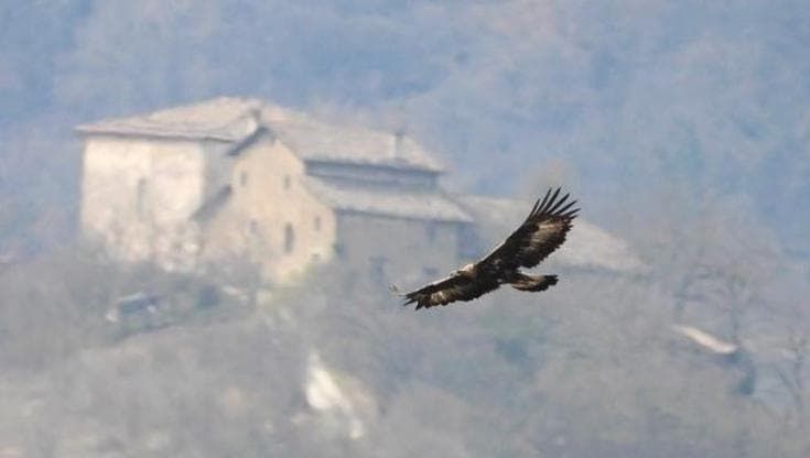 Appennino, il ritorno delle aquile reali: “Sono quattro coppie, così le proteggiamo dalla curiosità”