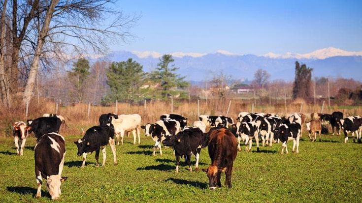 Grana Padano difende gli allevamenti da latte: "Non sono intensivi, ma produttivi"