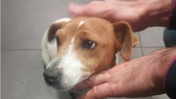 Cagnolina abbandonata all'aeroporto di Bologna, il canile: "Per lei 500 richieste di adozione, ora basta"