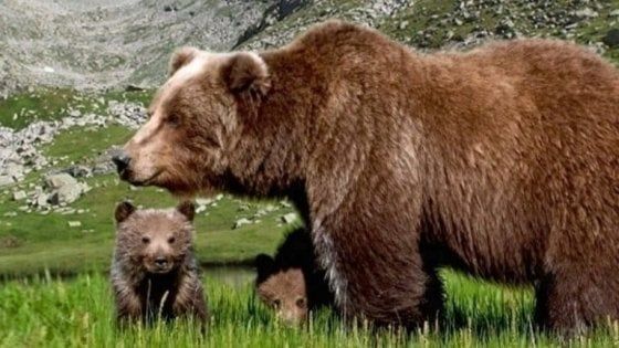 Trentino, il Consiglio di Stato dà ragione agli animalisti: "L'orsa JJ4 deve restare libera"