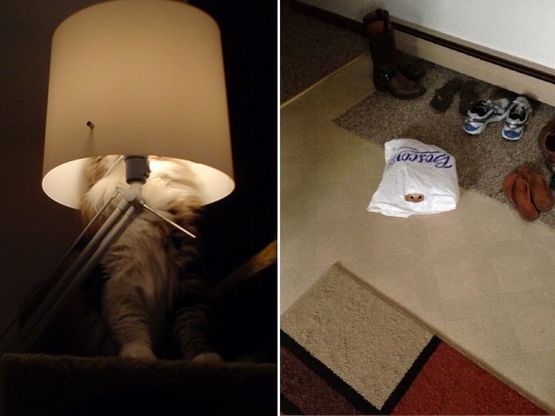 Dov'è finito il gatto? Il camouflage è estremo
