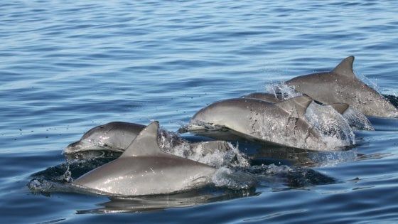 Da giovani i delfini stringono amicizie strategiche