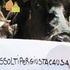 Milano, blitz antivivisezione in Statale: 5 attivisti a processo. Sit-in di protesta e campagna social