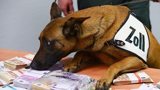 Francoforte, l'impresa di Aki: all'aeroporto il cane della dogana annusa e scova 250 mila euro nelle borse dei turisti