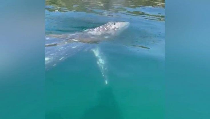 Da Ponza a Sorrento, la rotta del cetaceo