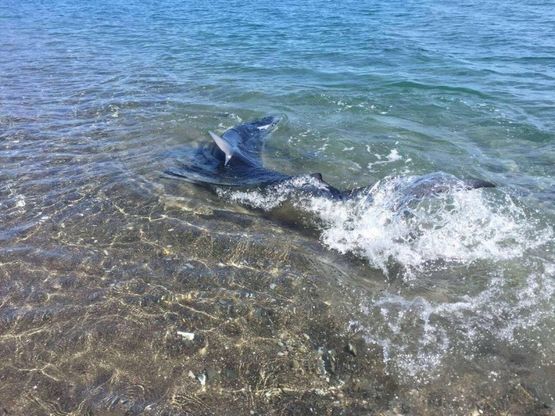 Paura in spiaggia a Policastro: avvistato uno squalo