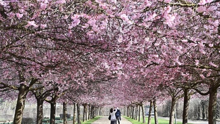 È già il tempo dei boccioli, nei giardini della Reggia di Venaria esplode la primavera