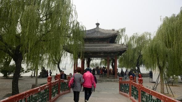 Gli alberi urbani influenzano la formazione di ozono molto di più di quanto si pensasse