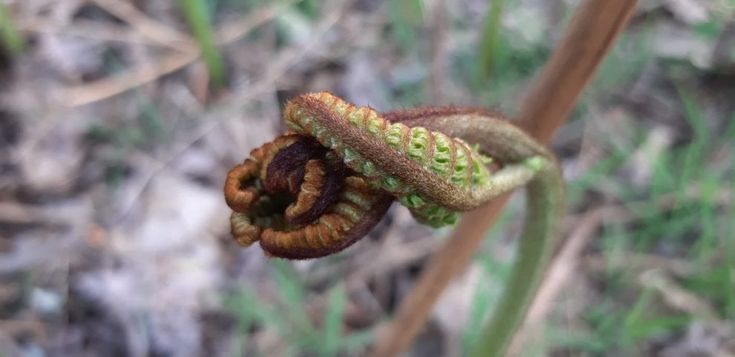 Appennino Parmense, le felci disegnano capolavori nel bosco - Foto