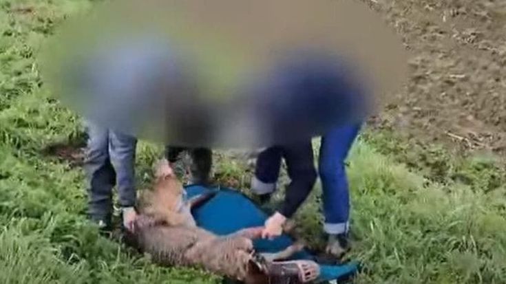 Lupo ucciso a colpi d'arma da fuoco nel Pavese. Gli animalisti sporgono denuncia per bracconaggio