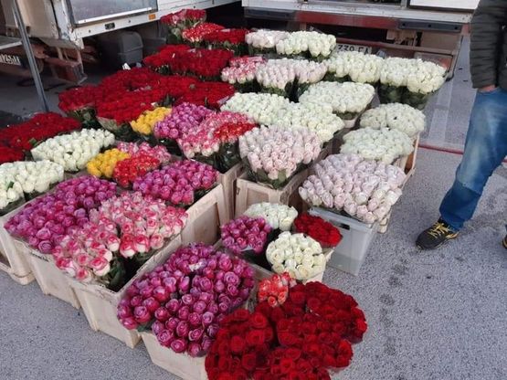 Fase 2, riapre mercato dei fiori di Terlizzi: il più venduto è la rosa rossa. "Stop a vendite illegali"