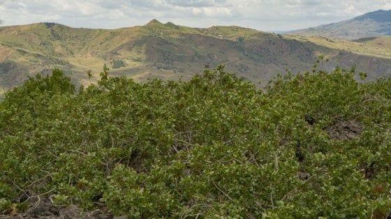 Pistì, il pistacchio italiano amato anche all'estero